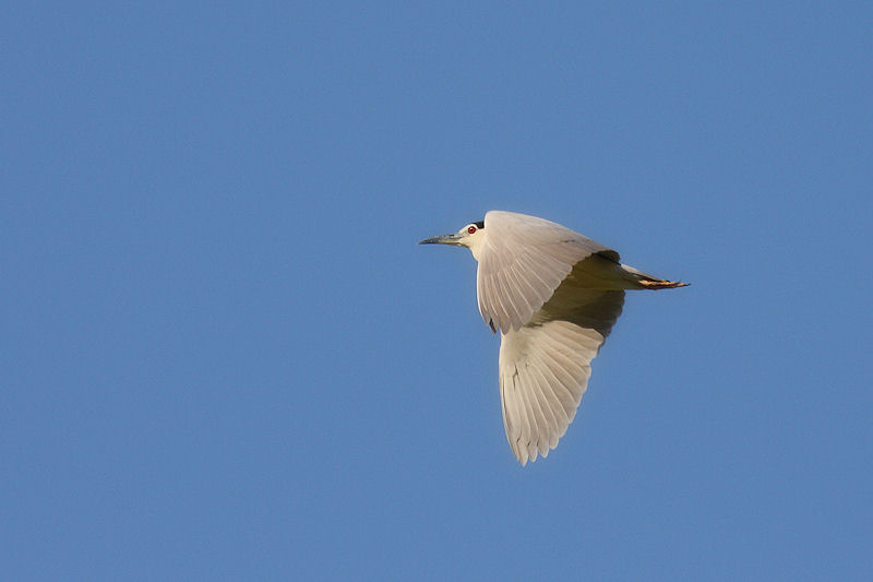 Nitticora in sequenza